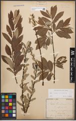 Foto von Salix caprea L. x Salix purpurea L.